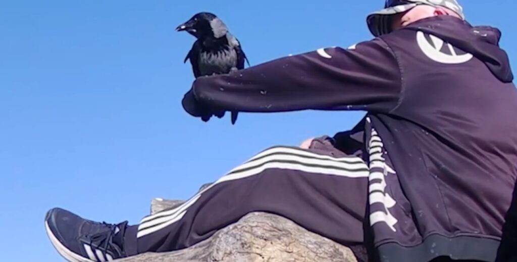 kragemanden med krage på arm