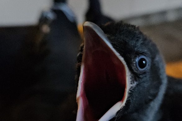 Allike unge kigger ind i kameraet