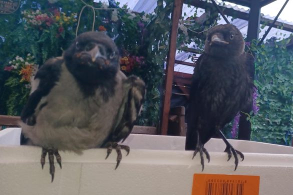 Baby June og Baby Nova - gråkrage og allike