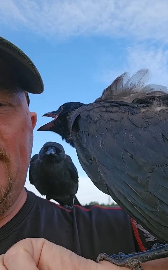 Bliv ven med en krage