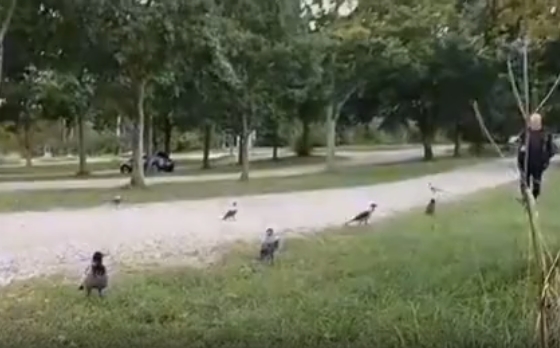 Claus går tur med krager