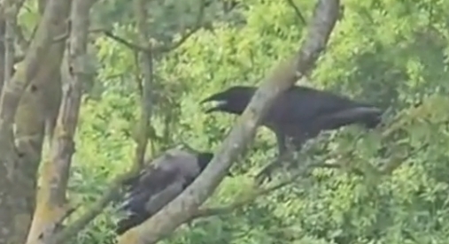 Gråkrage med Ravnebaby