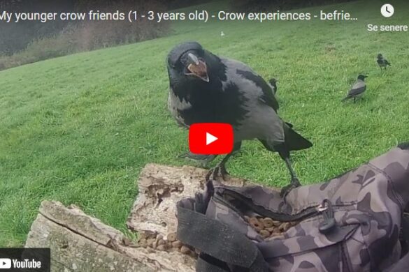 video med krageunger