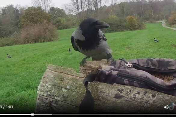 Video med tyvagtige krager