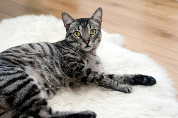 cat1