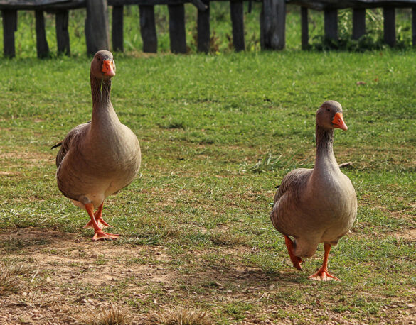 geese