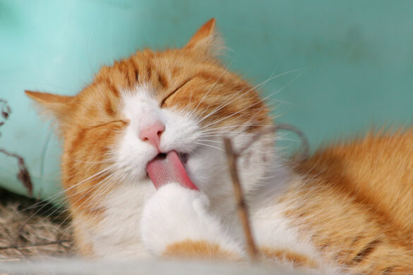 cat67