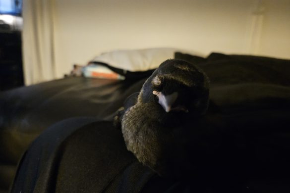 Allike sover på maven af Kragemanden