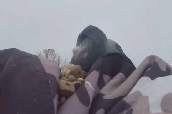 Grådig krage med mange peanuts