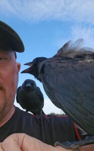 Bliv ven med en krage