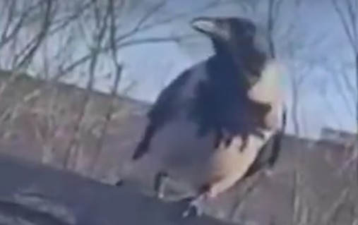 Sørøver krage med 1 fod