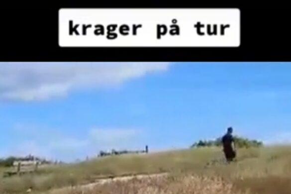 Kragerne følger kragemanden