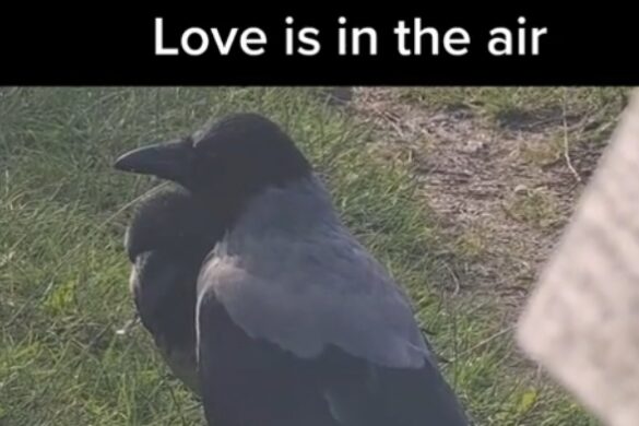 Kærlighed blandt krager