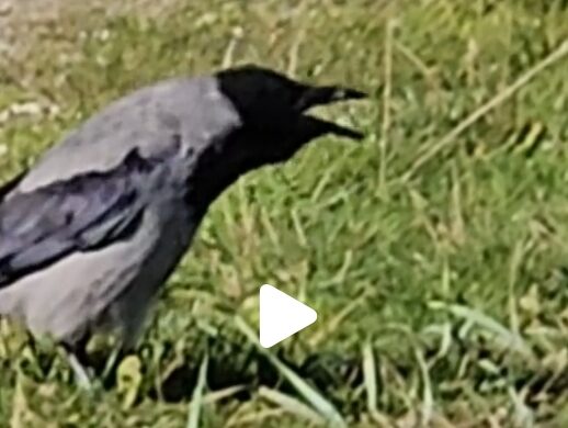 Ajstrup Krage, gemmer sin mad