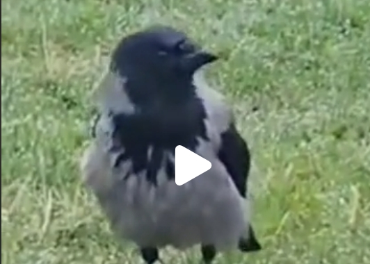 Krage med krydset næb