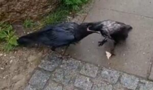 Krage fodrer ravne unge