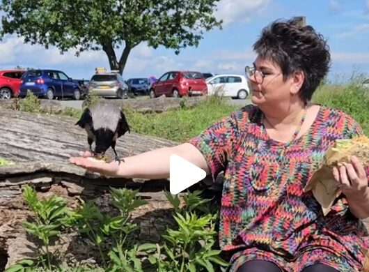 Kragekonen med gråkrage