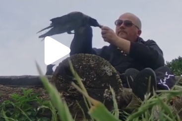 Kragemanden med tam krage