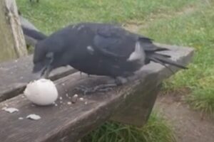 Blackie, min sorte krageven