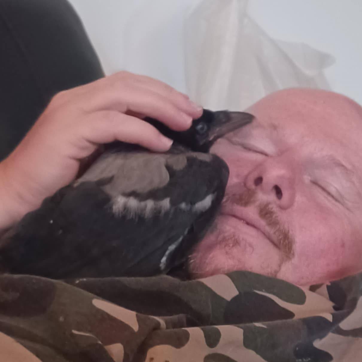 Tilskadekomne krager