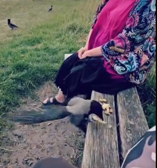 Kragevenner ved Moesgaard