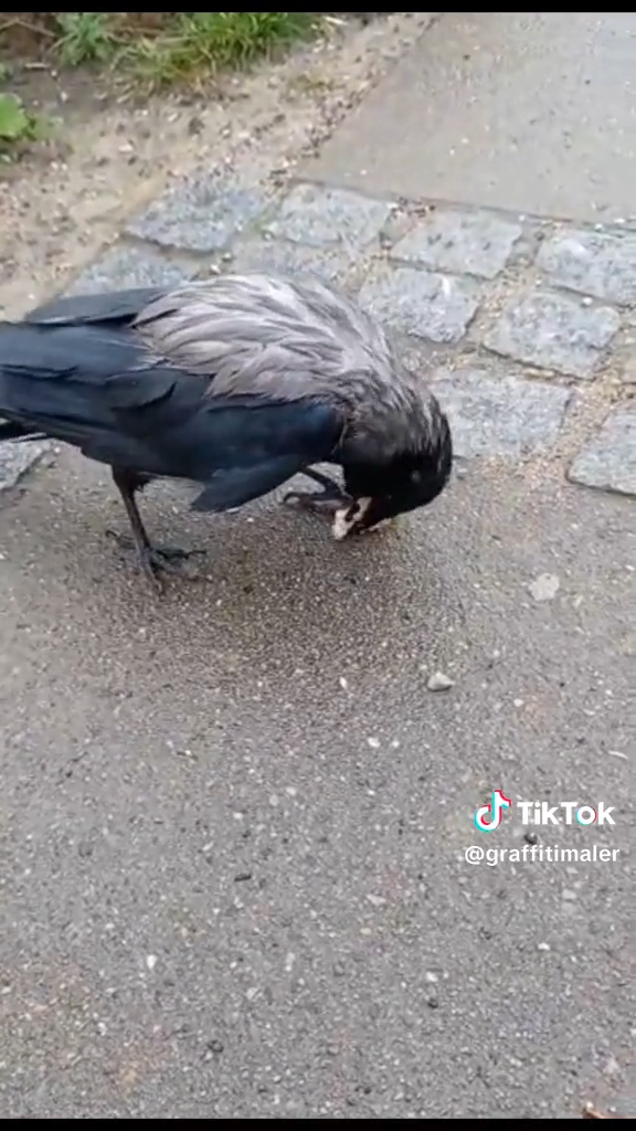 Pjuske, min krageven